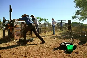 60km: Calf being branded.Bushy Park Cattle Station, 60km