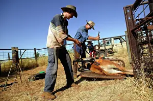 60km: Calf being branded.Bushy Park Cattle Station, 60km