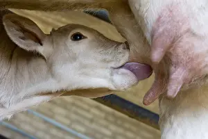 Suck: Calf d'Aquitaine blond mother tetant France
