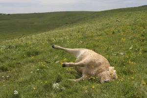 Aubrac: Calf death Aubrac Massif Central France
