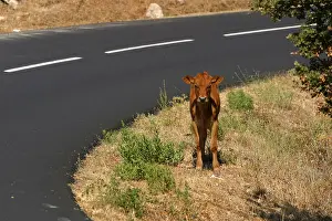 Balagne: Calf in the desert of Agriates The Balagne Corsica France