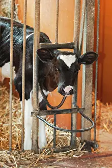 Stall: Calf feeding with milk
