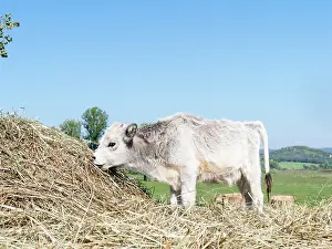 Tough: Calf of Hungarian Grey Cattle or Hungarian
