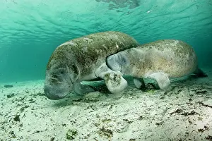 Undersea: Calf Manatee sucking milk from mother, Florida manatee, Tri