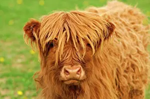 Calf, red-brown Scottish Highland Cattle, Kyloe