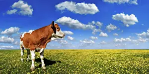 Dandelions: Calf standing on a meadow with dandelions against