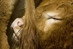 Speaking: Calf in the tail of another and closing his eyes France