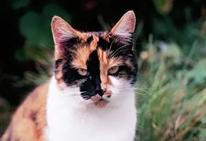 Calico: Calico Cat