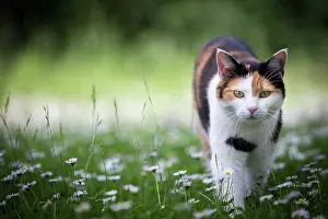 Bellis: Calico cat (Felis silvestris catus) walking through