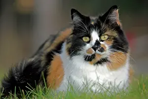 Calico: Calico Cat female, in grass, portrait