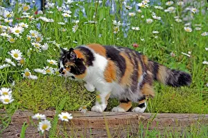Tortie: Calico Cat - female hunting in flower garden