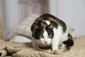 Calico: Calico cat indoors