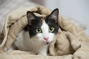 Calico: Calico cat indoors