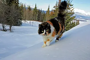 Calico: Calico female cat walking high up on house roof