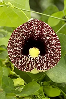 110219: calico flower (Aristolochia littoralis). Syn. :