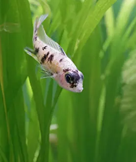 Cichlids: Calico peacock - front view, tropical freshwater