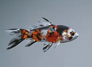 Calico: Calico SHUBUNKIN FISH / Goldfish