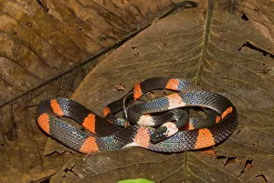 Calico: Calico Snake