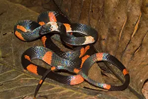 Calico: Calico Snake