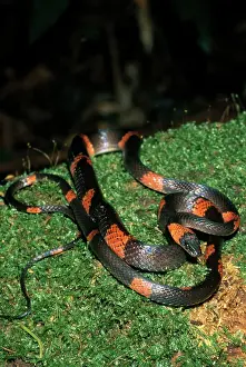 Calico: Calico Snake