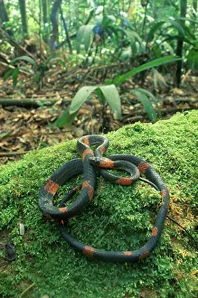 Calico: Calico Snake