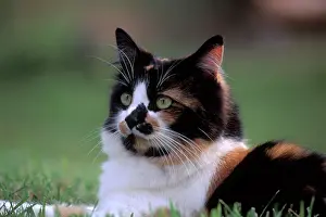 Calico: Calico / Tortoiseshell Cat - female sitting in