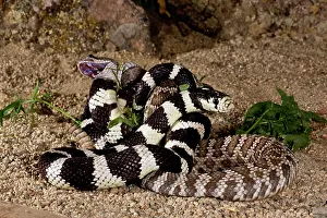 Kingsnake: Calif. Kingsnake eating Pacific Rattlesnake