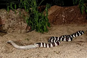Kingsnake: Calif. Kingsnake eating Pacific Rattlesnake