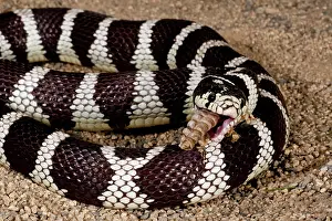 Kingsnake: Calif. Kingsnake eating Pacific Rattlesnake