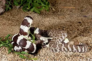 Kingsnake: Calif. Kingsnake eating Pacific Rattlesnake