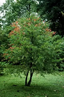 Nutmeg: Califonia Nutmeg Tree