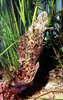 Nudibranchs: Califonia Sea Hare Nudibranch