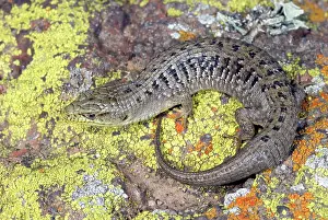 Multicarinata: California Alligator Lizard