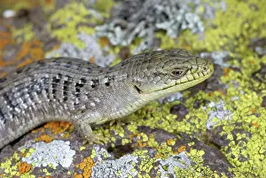 Multicarinata: California Alligator Lizard