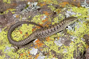 Multicarinata: California Alligator Lizard