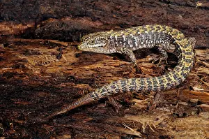 Luis: California Alligator Lizard