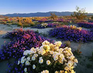 Verbena: California, Anza Borrego Desert State Park