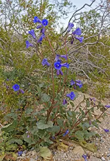 Phacelia: California Bluebell / Desert Bluebell / Desertbells