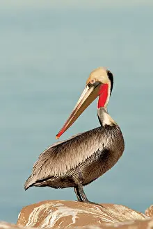 Californicus: California Brown Pelican