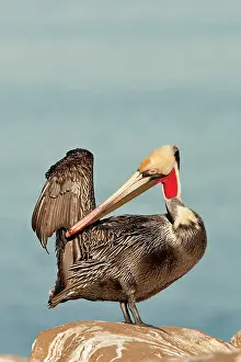 Webbed: California Brown Pelican