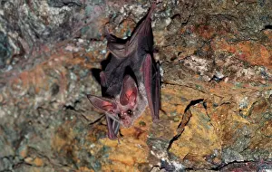 Californicus: California / Californian Leaf-nosed BAT