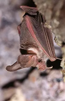 Californicus: California / Californian Leaf-nosed BAT