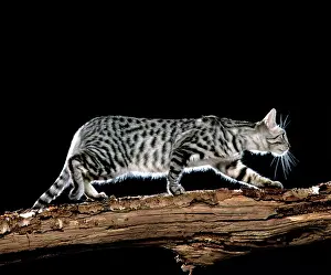 Spangled: California / Californian Spangled Cat