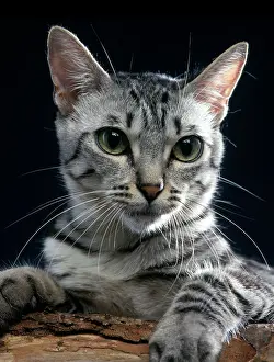 Spangled: California / Californian Spangled Cat