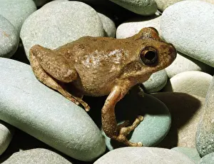 Chorus: California Chorus Frog