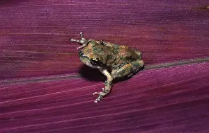 Chorus: California Chorus Frog