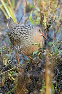 Longirostris: California Clapper Rail