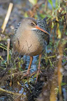 Longirostris: California Clapper Rail