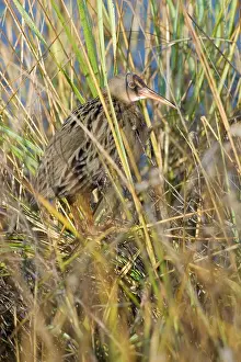 Longirostris: California Clapper Rail