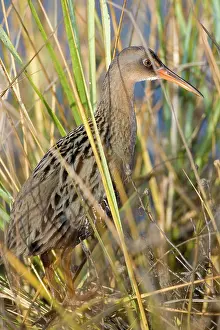 Longirostris: California Clapper Rail